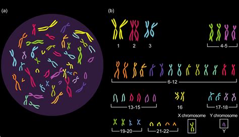 how many chromosomes are there.